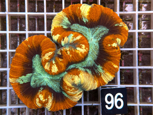 Trachyphyllia geoffroyi multicolor (96)