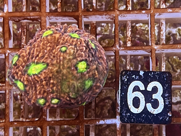 Echinophyllia spp. - Chalice Watermelon (63)