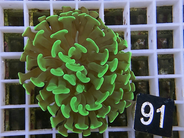 Euphyllia paraancora neon Einzelpolyp (91)