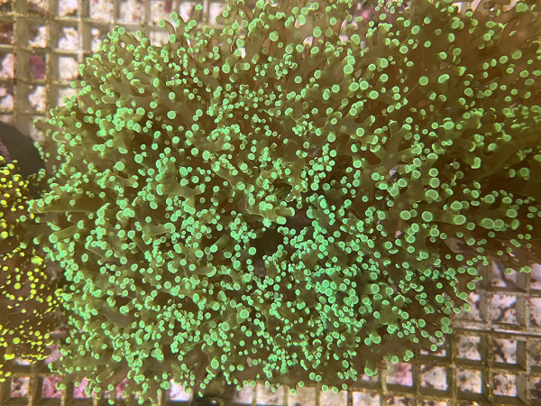 Euphyllia paradivisa - Froschlaich-Koralle grün