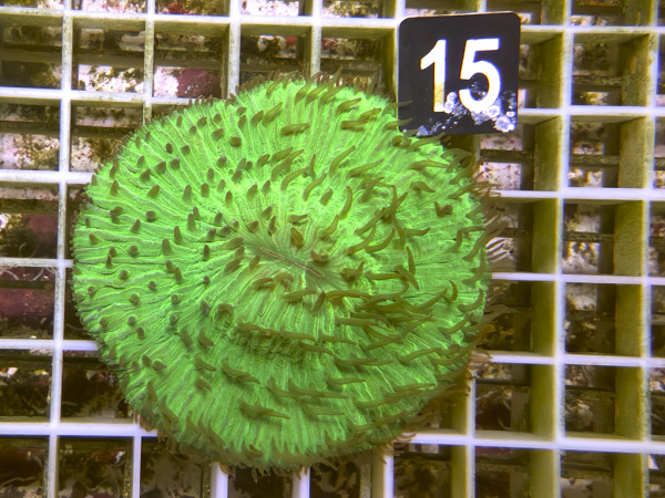 Fungia spec. green (15)