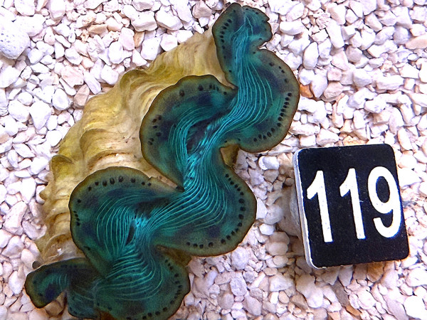 Tridacna maxima 5-6 cm (119)