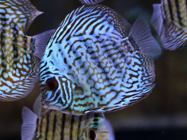 Symphysodon aequifasciatus - Royal Blue 7-8 cm
