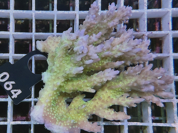 Acropora sp. ultra (064)