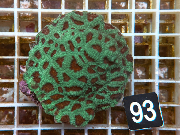 Favites spec. - Favites ultra (93)