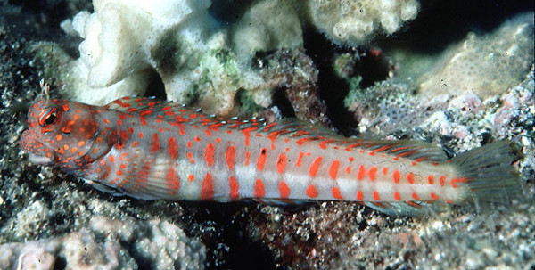 Blenniella chrysospilos - Rotpunkt-Blenni