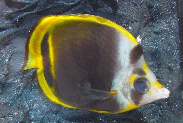 Chaetodon flavirostris - Schwarzer Falterfisch