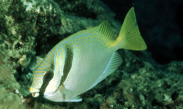 Siganus virgatus - Zweiband-Kaninchenfisch