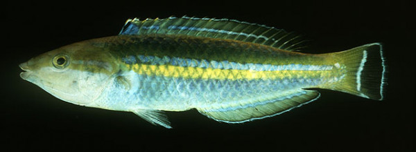 Pseudojuloides cerasinus - Multicolor-Lippfisch