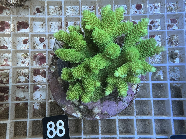 Acropora spec. (88)