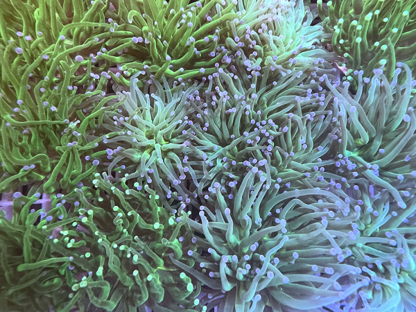 Euphyllia glabrescens - Euphyllia, grün Einzelpolyp