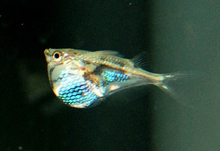 Carnegiella strigata fasciata - Gabel-Beilbauchfisch