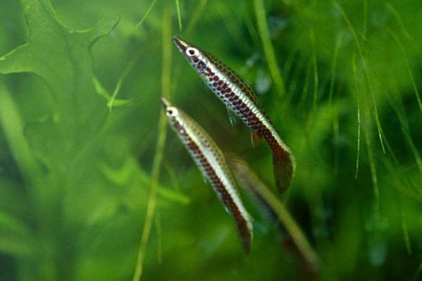Nannostomus eques - Spitzmaul-Ziersalmler