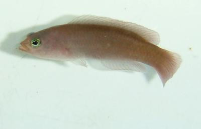 Pseudochromis cyanotaenia - Brandungs-Zwergbarsch, Weibchen