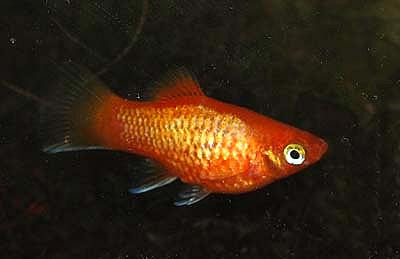 Xiphophorus maculatus - Glühlicht Orange Platy