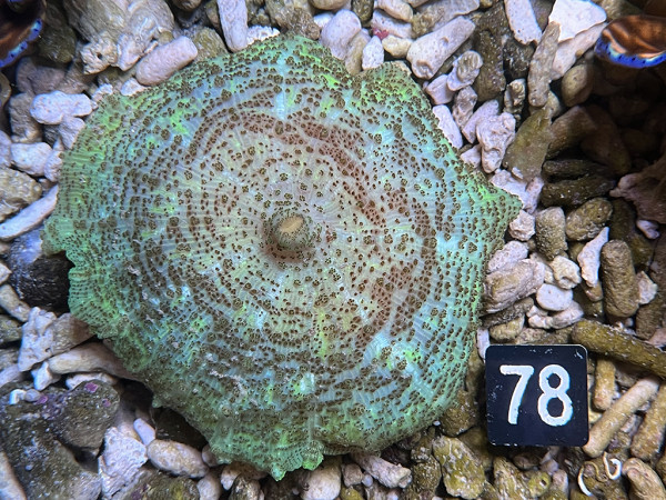 Discosoma carlgreni Karibische Scheibenanemone (78)