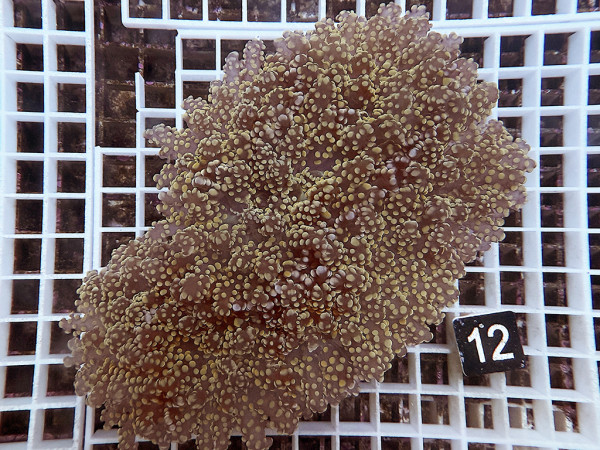 Euphyllia yaeyamaensis orange (12)