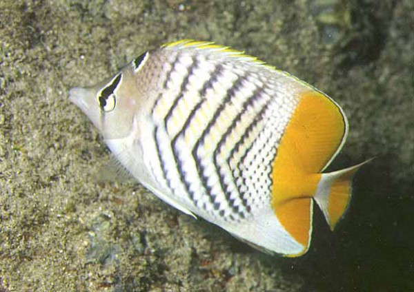 Chaetodon mertensii - Winkel-Orangen-Falterfisch, Rarität!