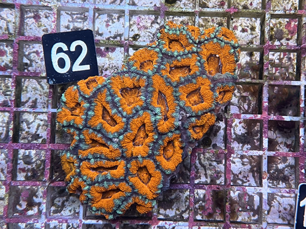 Acanthastrea spec. ultra (62)