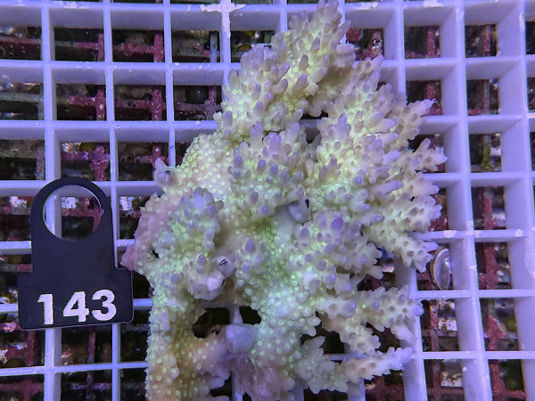 Acropora sp. ultra (143)