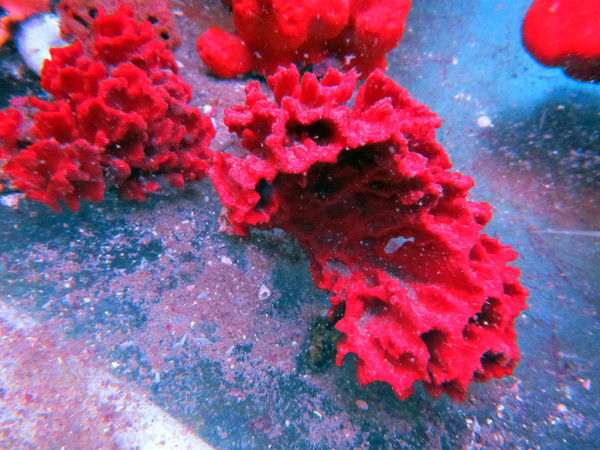 Demospongiae spec. - rød svamp