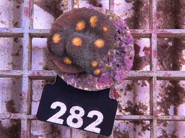 Mycedium spp. - Chalice Frag (282)