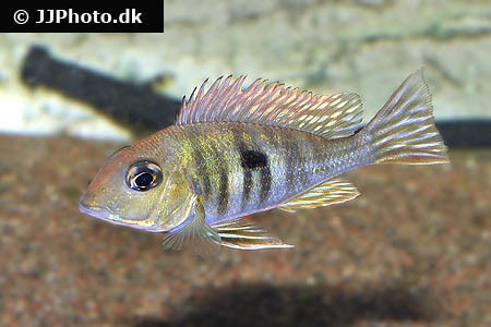 Geophagus megasema - Großpunkt-Erdfresser