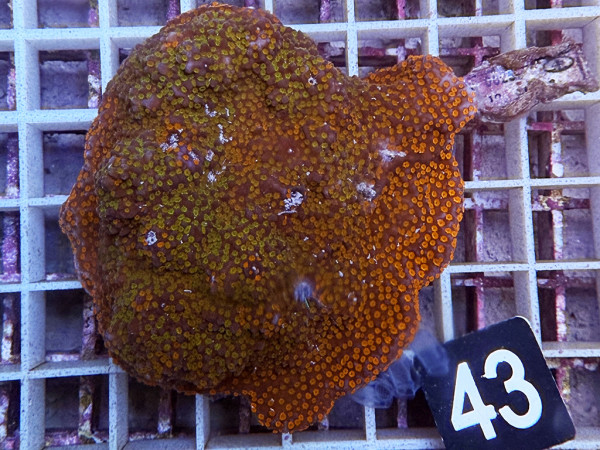 Montipora danae (43)
