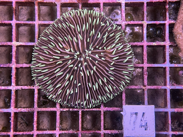 Fungia spec. (74)