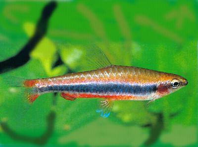 Nannostomus beckfordi - Roter Ziersalmler