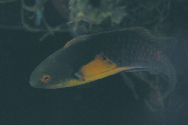 Cirrhilabrus lyukyuensis - Gelbfleck-Zwerglippfisch