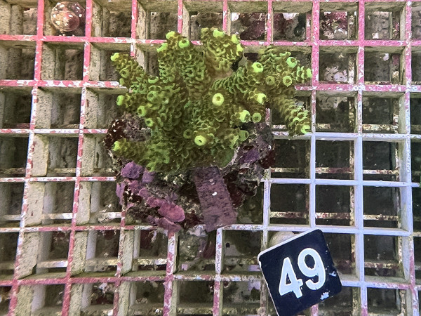 Acropora millepora (49)