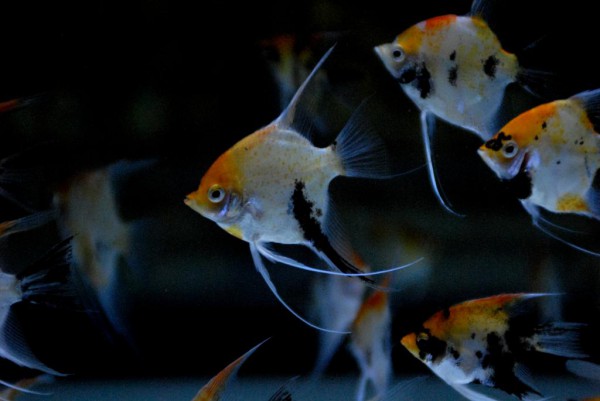 Pterophyllum scalare - Red Devil Skalar DNZ