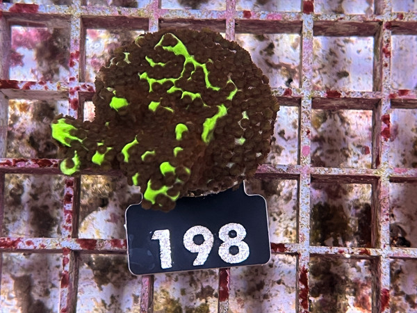 Montipora confusa Frag (198)