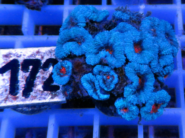 Acanthastrea spec. Frag (172)