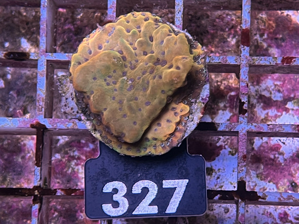 Montipora spec. - Montipora Crazy T Frag (327)