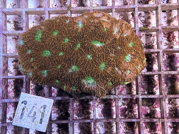 Acanthastrea echinata (141)