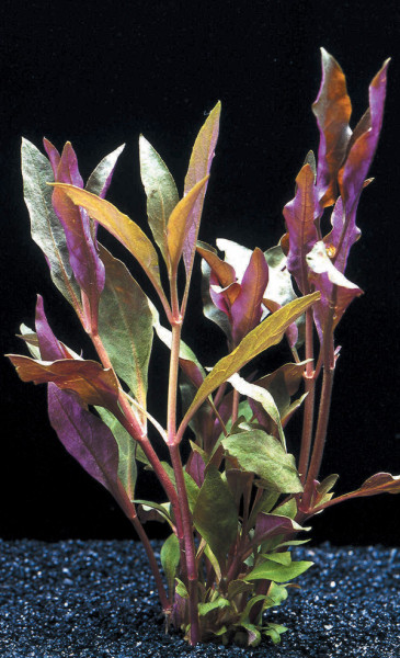 Alternanthera cardinalis - Pflanzen im Topf