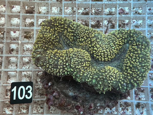Lobophyllia spec. - Hirnkoralle ultra (103)