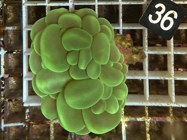 Plerogyra sp. - Blasenkoralle grün (36)