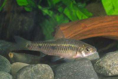 Barbus dialonensis - Angola Barbe