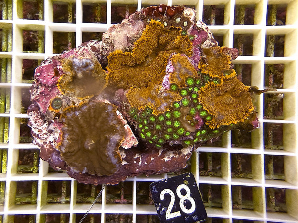 Rhodactis cf. inchoata - Fussel-Scheibenanemonen (28)