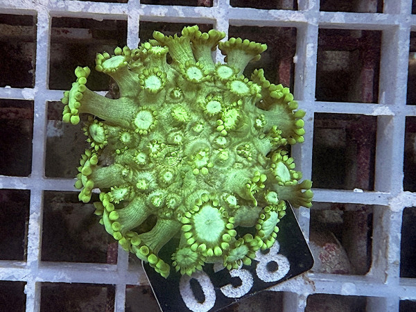 Goniopora spec. neon frag (038)