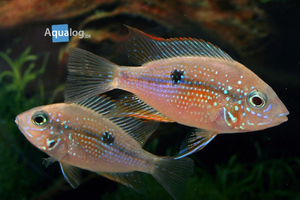 Thorichthys ellioti - Elliots Buntbarsch