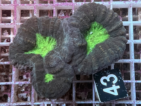 Lobophyllia spec. - Hirnkoralle ultra (43)