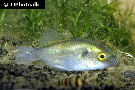 Auriglobus modestus - Goldkugelfisch