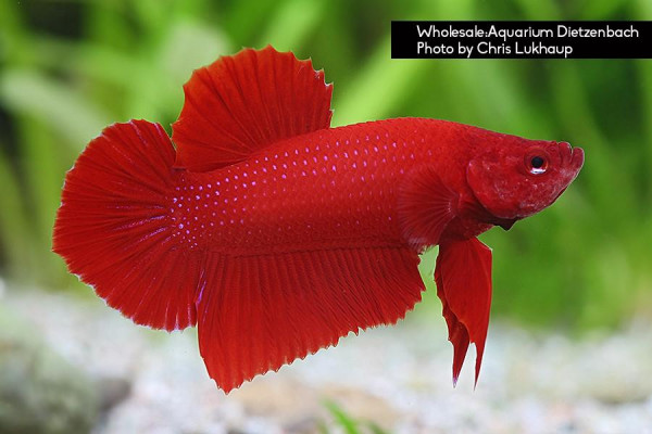 Betta splendens - Siam. Kampffisch, Männchen Rot
