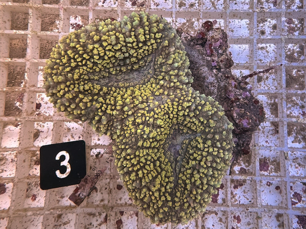 Lobophyllia spec. - Hirnkoralle ultra (3)