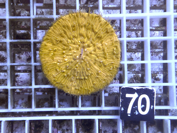 Fungia spec. - orange (70)
