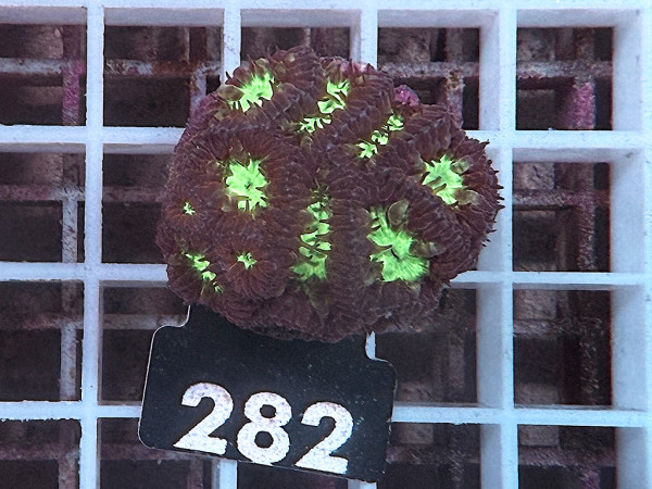 Blastomussa merleti frag (282)